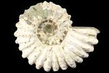Bumpy Douvilleiceras Ammonite - Madagascar #79120-1